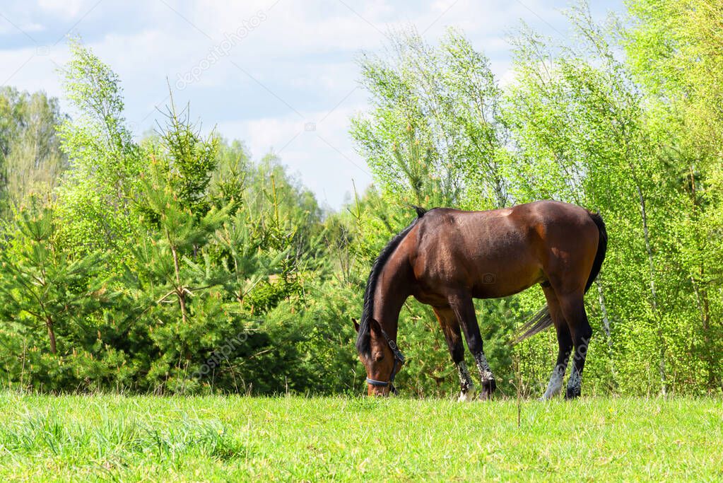 Magnificent graceful brown,chestnut horse in meadow field.The horse eats the grass. Tranquil countryside scene.Summer or spring sunny day.