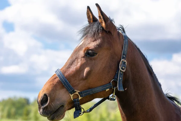 Retrato Cavalo Castanho Castanho Jovem Raça Pura Posando Verão Prado — Fotografia de Stock