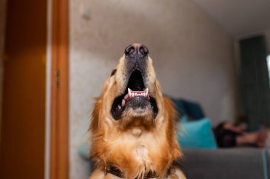 Golden retriever köpeği ağzını açtığında çenesini kapatır. Ağzına odaklan. Yaklaş..