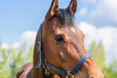 Bir atın portresi, kahverengi, kestane rengi at. Yazın yeşil çayırlarda poz veren safkan genç. Yazın at..