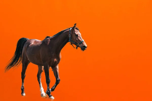 在橙色的背景上走着一匹马 一匹有桥的棕色的马 — 图库照片