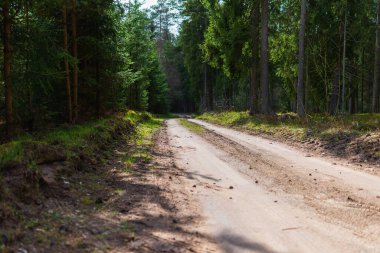 Bahar ormanı yolu güneş ışığı manzaralı. Sonbaharda yol, ilkbahar, yaz ormanı. Spring Forest Yolu. Ormandaki yol, orman yolu..