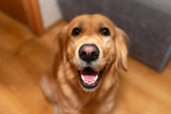 Golden retriever dog with mouth opened sitting on the floor and looking at the camera.dog portraits golden labrador at home.Closeup.