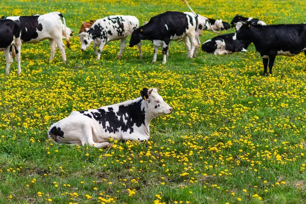 在一个阳光明媚的日子里 黑白的奶牛在一片绿草如茵的田野里 奶牛躺在绿色的草地上 — 图库照片