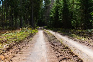 Bahar ormanı yolu güneş ışığı manzaralı. Sonbaharda yol, ilkbahar, yaz ormanı. Spring Forest Yolu. Ormandaki yol, orman yolu..