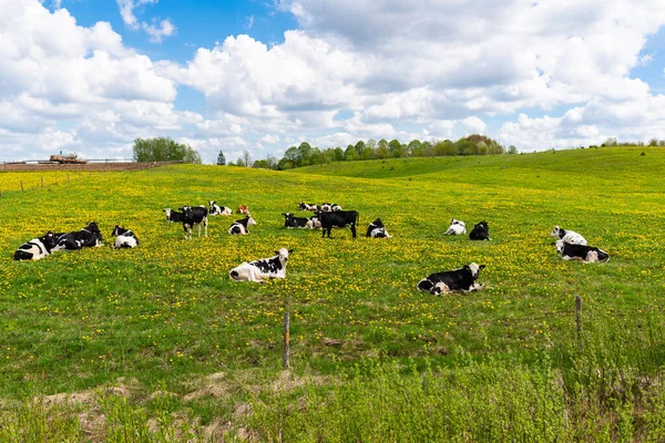 Vacas Blancas Negras Campo Hierba Verde Día Soleado Luminoso Vacas —  Fotos de Stock