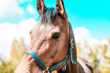 Bir atın portresi, kahverengi, kestane rengi at. Yazın yeşil çayırlarda poz veren safkan genç. Yazın at..