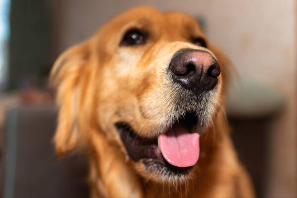 Golden retriever dog with mouth opened sitting on the floor and looking at the camera.dog portraits golden labrador at home.Closeup.