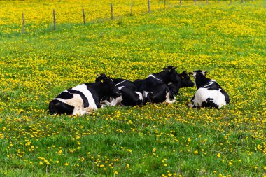 Parlak ve güneşli bir günde yeşil çimenli bir tarlada siyah ve beyaz inekler. Yeşil çimlerde yatan inekler. Kırsal çiftçi kavramı..