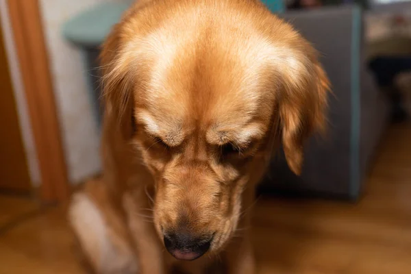 金毛猎犬在地板上睡觉和坐着 狗在家里描绘金色的拉布拉多犬 — 图库照片