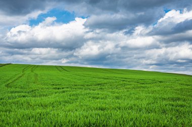 Yeşil tarla ve mavi gökyüzü beyaz bulutlu arka plan. Çiftlik arazisi. Beyaz bulutlu mavi gökyüzüne karşı güzel bir tarla. Tarım sahnesi
