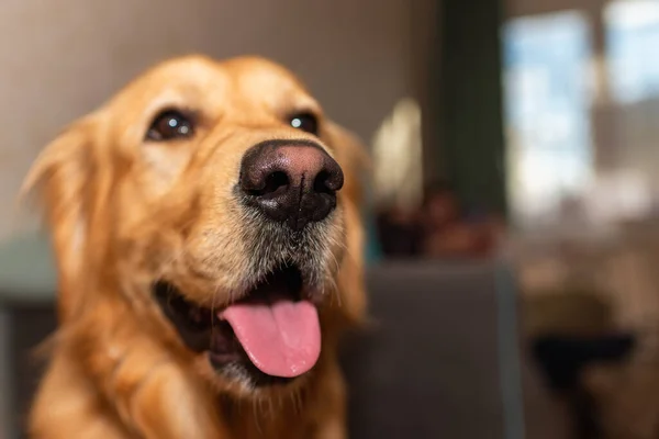 Golden Retriever Cão Com Boca Aberta Sentado Chão Olhando Para — Fotografia de Stock
