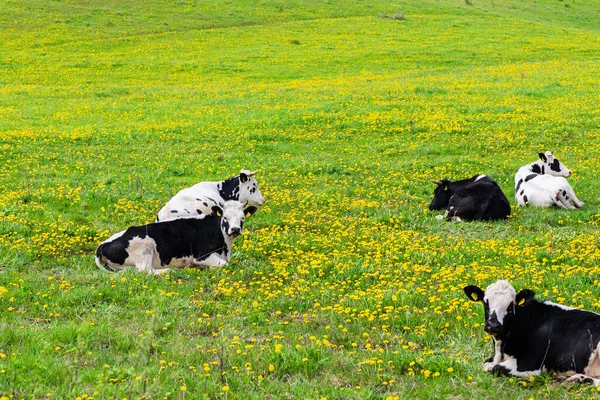 Black White Cows Green Grassy Field Bright Sunny Day Cows — Stock Photo, Image