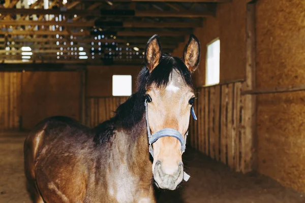 Bela Incrível Deslumbrante Cavalo Castanho Saudável Lugar Equitação Dentro Casa — Fotografia de Stock