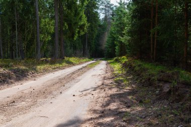Bahar ormanı yolu güneş ışığı manzaralı. Sonbaharda yol, ilkbahar, yaz ormanı. Spring Forest Yolu. Ormandaki yol, orman yolu..