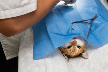 Veterinerlik kliniğinde ameliyat sırasında ameliyat masasında hadım edilen kedi. Veterinerlik, veterinerlik kliniğinde kedi ameliyatı sırasında yapılır. Ameliyat, ameliyat masasında yapılır. Veterinerlik konsepti.