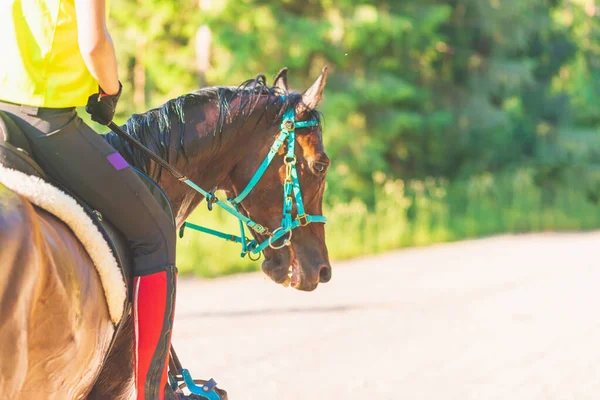 Frauen Rennen Reiten Pferd Sommer Nature Equestrian Auf Einem Pferde — Stockfoto