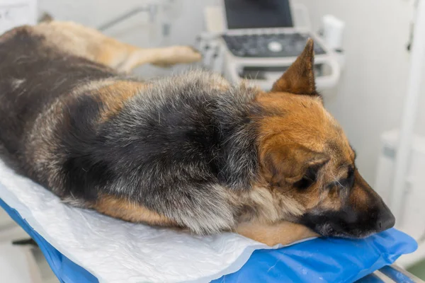 Large dog under anesthesia in a veterinarian clinic.German shepherd,Alsatian dog lying on the surgical table under anesthesia.Closeup.