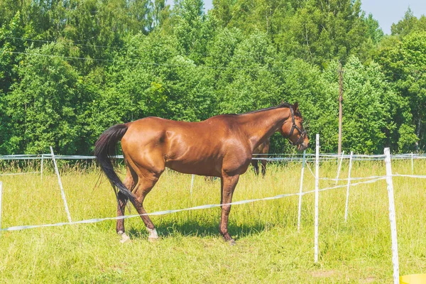 Brown horse at a farm.Brown Horse standing on a green summer Field.Forest background.