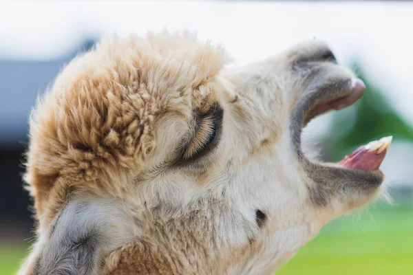 Alpaca Branca Bocejando Com Boca Aberta Olhando Para Cima Fazenda — Fotografia de Stock