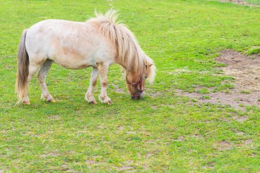 Şirin Mini midilli atı çayırda güneşli yaz gününde yeşil çimlerde otluyor..