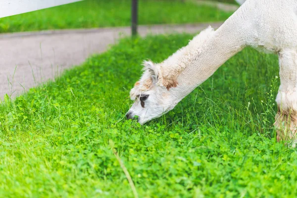 Roztomilý Bílý Alpaka Zeleném Travnatém Pozadí Roztomilý Alpaka Farmě Krásný — Stock fotografie