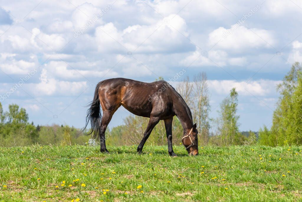 Magnificent graceful brown,chestnut horse in meadow field.The horse eats the grass. Tranquil countryside scene.Summer or spring sunny day.