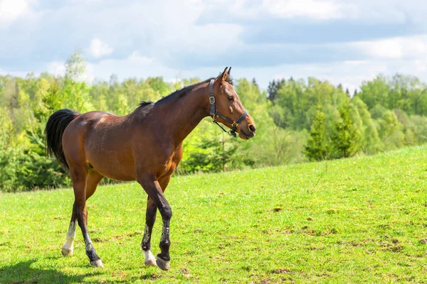 Beautiful Young Horse Walking Field Pasture Brown Horse Animal Field — Stock Photo, Image