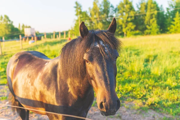 Braune Pferde Posieren Sommer Auf Der Grünen Wiese Kopfschuss Eines — Stockfoto