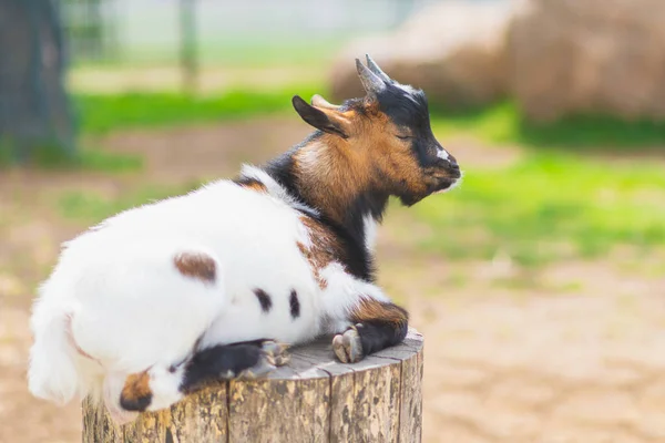 One Cute Baby Goat Farm Sunny Day Green Grass Little — Stock Photo, Image