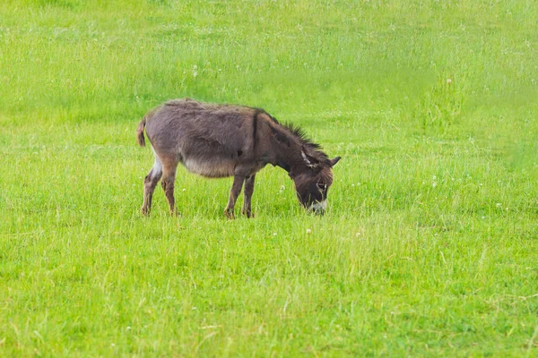 Burro Marrom Cinzento Pastando Prado Aldeia Rural Espaço Verão Day — Fotografia de Stock