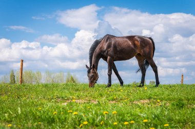 Yeşil çayırdaki siyah at, mavi gökyüzüne karşı yeşil çimlerle kaplı bulutlu. Güzel yaz güneşli bir gün. Manzara..