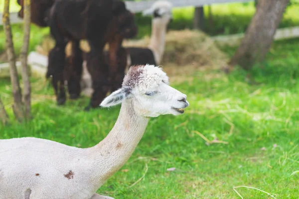 Aranyos Fehér Alpaca Egy Zöld Hátterén Aranyos Alpaca Gazdaságban Gyönyörű — Stock Fotó