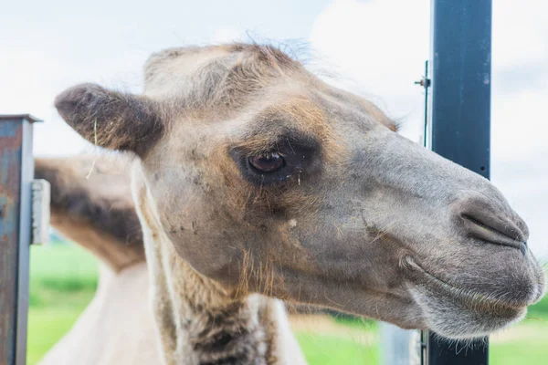 Braune Niedliche Kamelkopf Ist Hinter Dem Zaun Kamel Guckt Aus — Stockfoto