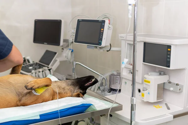德国牧羊犬在兽医诊所的手术中被麻醉 兽医的概念 — 图库照片