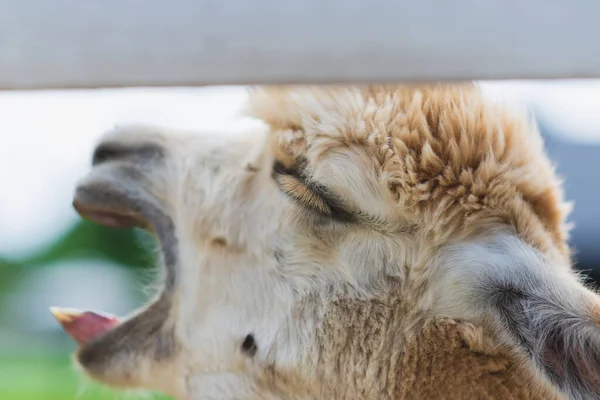 Weißes Alpaka Gähnt Mit Offenem Maul Blick Nach Oben Auf — Stockfoto