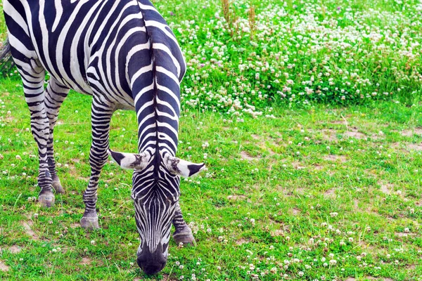Ładna Czarno Biała Zebra Zjada Zieloną Trawę Łące Lato Zielony — Zdjęcie stockowe