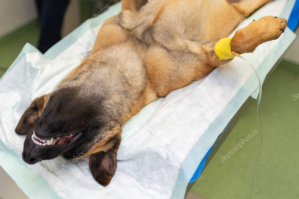 Dog under anesthesia during the surgery in a vet clinic.German shepherd is anesthetized. Veterinary concept.Closeup.