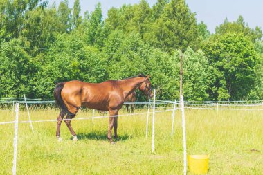 Bir çiftlikte kahverengi at. Yeşil bir yaz tarlasında duran kahverengi at. Orman arka planı..