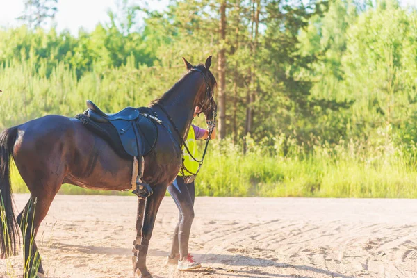 Konkurrentin Rivalin Reitet Pferd Sommerfeld Wiese Junge Reiterin Galoppiert Durch — Stockfoto