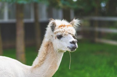 Yeşil çimenlikte şirin beyaz Alpaca. Çiftlikte şirin Alpaca. Güzel Vicugna Pacos. daha iyi bir gün.