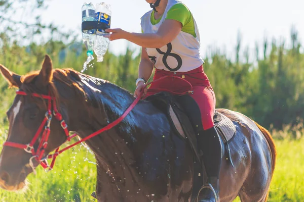 Konkurrent Gießt Wasser Auf Das Pferd Auf Der Sommerweide Junger — Stockfoto