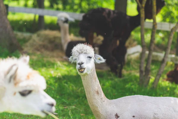 Alpaca Branca Bonito Fundo Grama Verde Alpaca Bonito Fazenda Beautifull — Fotografia de Stock