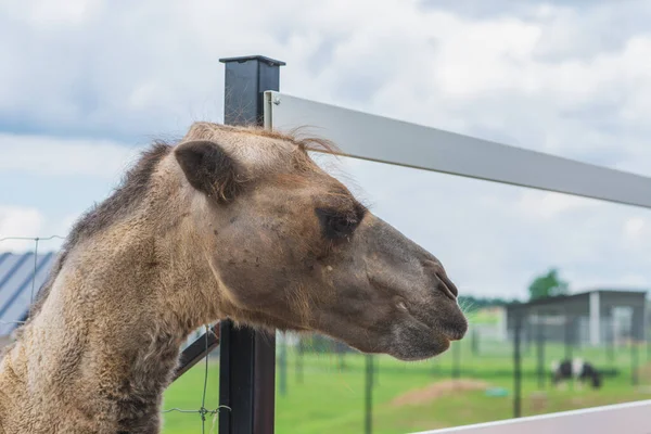 Hnědá Roztomilá Velbloudí Hlava Plotem Velbloud Nakoukne Plotu Zoo Létě — Stock fotografie