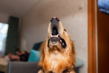 Golden retriever köpeği ağzını açtığında çenesini kapatır. Ağzına odaklan. Yaklaş..
