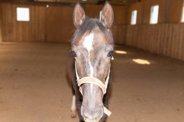 Kapalı alanda binicilik yapan sağlıklı kahverengi kestane atının portresi. Saf genç bir aygır portresi. Kapalı mekanda, yakın plan..