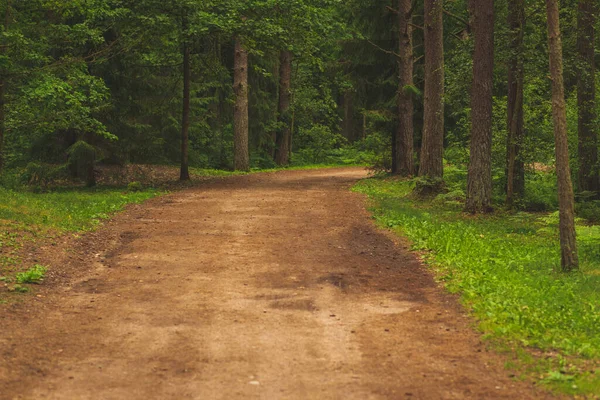 Beautiful empty path through a forest in forest. Rural landscape in summer, Europe banner of beautiful empty dirt road in green forest in summer.cloudy warm day. Natural background.