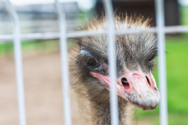 Güneşli bir günde, kafeste, metal bir ızgaranın arkasında devekuşu..