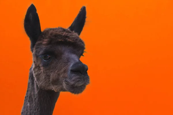 Alpaca Hoofd Close Schieten Alpaca Vicugna Pacos Oranje Achtergrond Close — Stockfoto