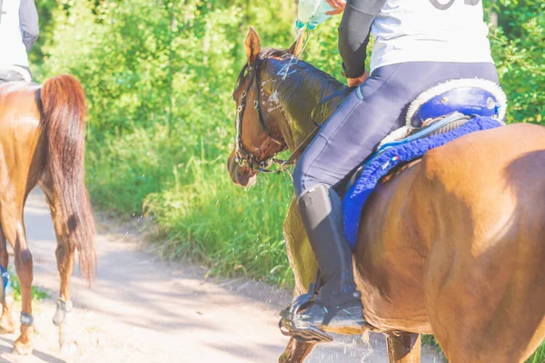Konkurrentin Rivalisierende Mädchen Reiten Pferd Sommerfeld Wiese Junge Reiterin Galoppiert — Stockfoto